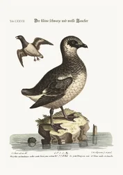 I piccoli tuffatori in bianco e nero, 1749-73